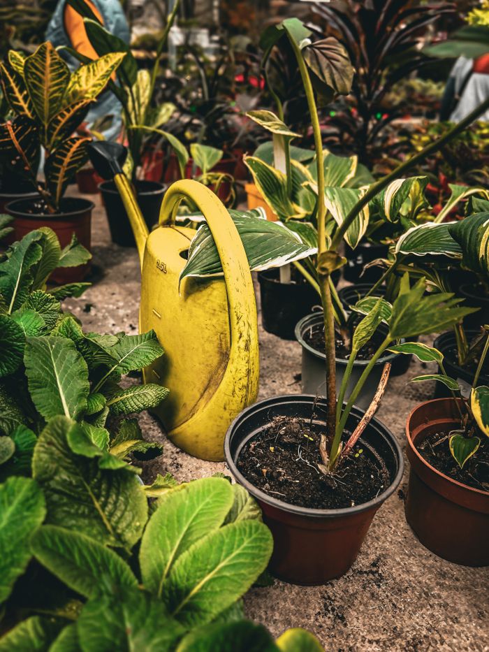 Colorful garden with a yellow watering can and potted plants.